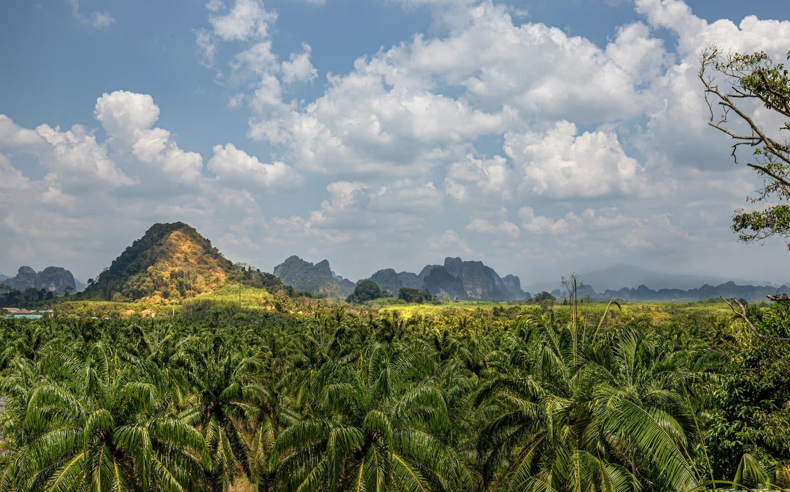 สวนปาล์มน้ำมันและทิวเขาในนครศรีธรรมราช